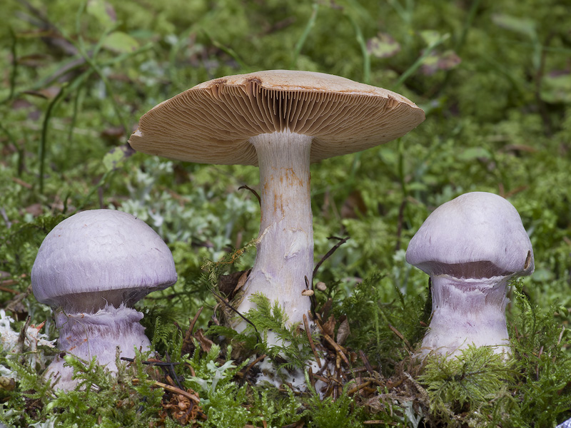 Cortinarius traganus